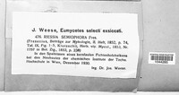 Riessia semiophora image